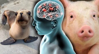 Domuz Beyin Hücreleri Nakliyle Epilepsi Tedavi Edildi