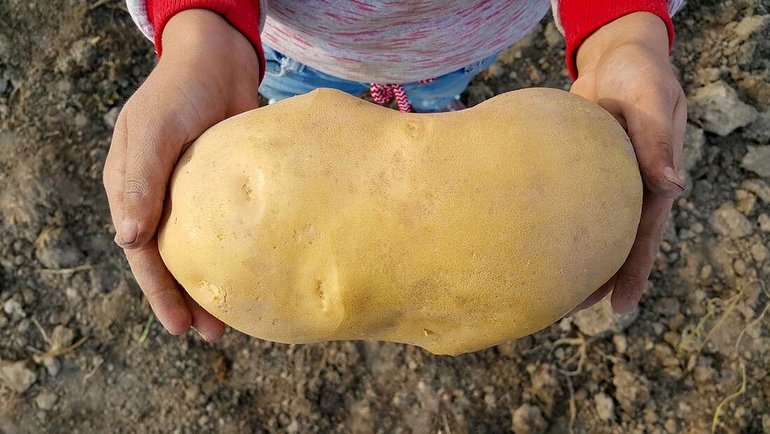 Meral Erden: Dünya'nın En Büyük Patatesi Unvanı El Değiştirmek Üzere! 3