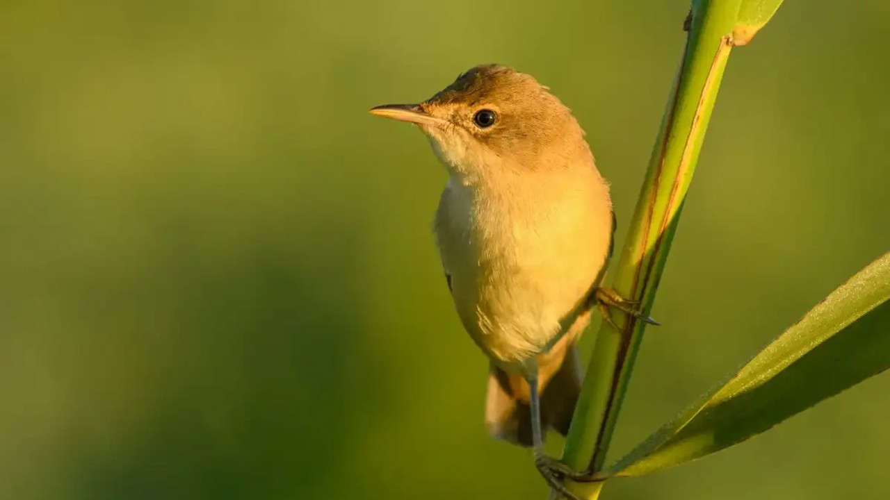 Meral Erden: Göçmen Kuşlar Dünya'nın Manyetik Alanından Yararlanıyor 7