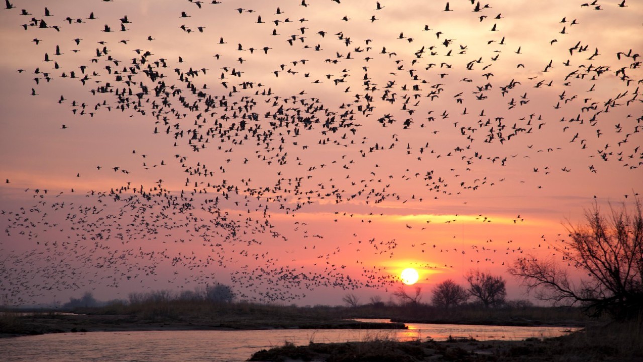 Şinasi Kaya: Göçmen Kuşlar Dünya'nın Manyetik Alanından Yararlanıyor 125