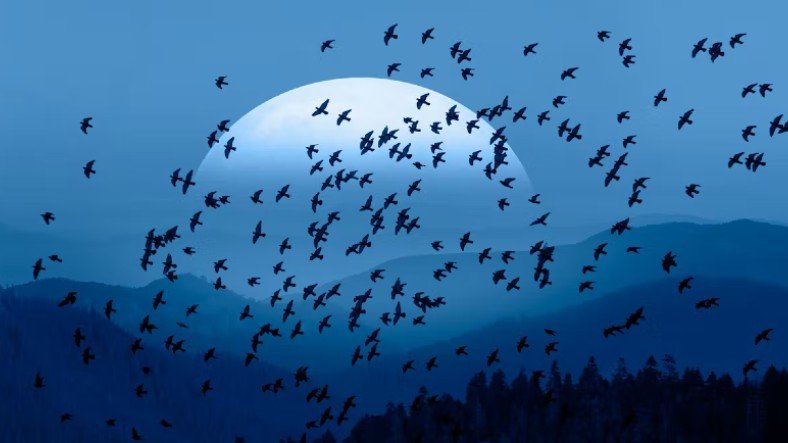 Meral Erden: Göçmen Kuşlar Dünya'nın Manyetik Alanından Yararlanıyor 5