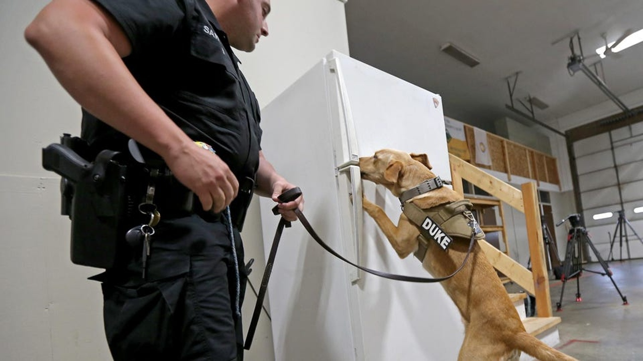 İnanç Can Çekmez: Köpekler, Uzun COVID Sendromunu Tespit Edebiliyor 19