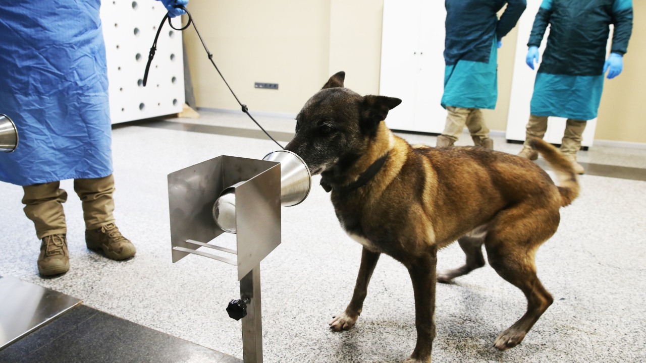 İnanç Can Çekmez: Köpekler, Uzun COVID Sendromunu Tespit Edebiliyor 21