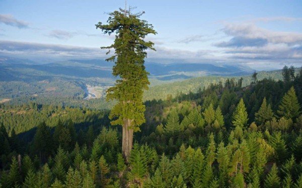 Ulaş Utku Bozdoğan: Sekoya Ağacı Hakkında Bilgiler 51