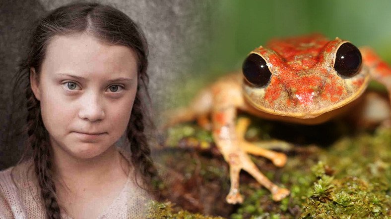 Meral Erden: Yeni Bir Kurbağa Cinsine Greta Thunberg’ün İsmi Verildi 3