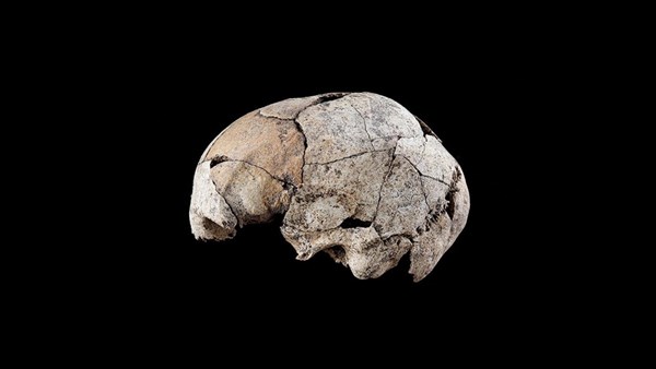 İnanç Can Çekmez: 5300 yıllık kafatası, bilinen en eski kulak ameliyatına dair izler taşıyor 3