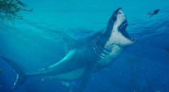 Baş Karıştıran Yeni Araştırma: Megalodon Nitekim Çok mu Büyüktü?