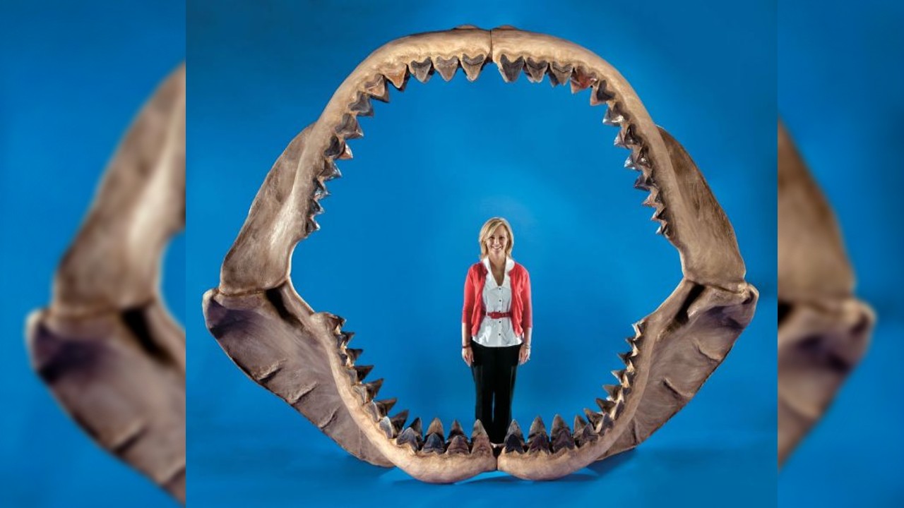 Meral Erden: Dev Balinalarla Beslenen Harika Yırtıcı: Megalodon 1
