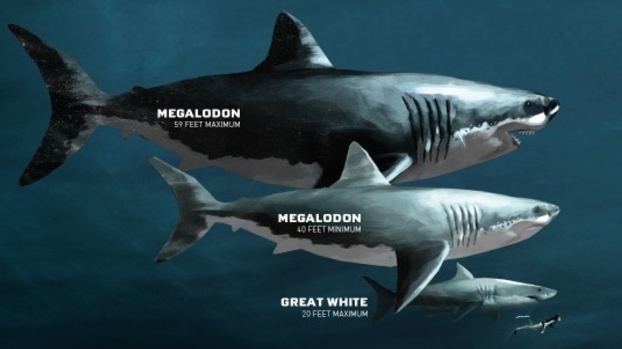 Meral Erden: Dev Balinalarla Beslenen Harika Yırtıcı: Megalodon 3