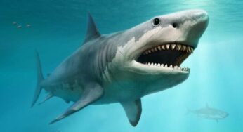 Dev Balinalarla Beslenen Harika Yırtıcı: Megalodon
