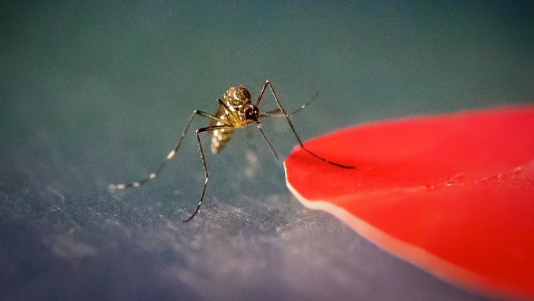 Şinasi Kaya: Giysilerinizin Sizi Sivrisinekler İçin Amaç Yapabileceğini Biliyor musunuz 1