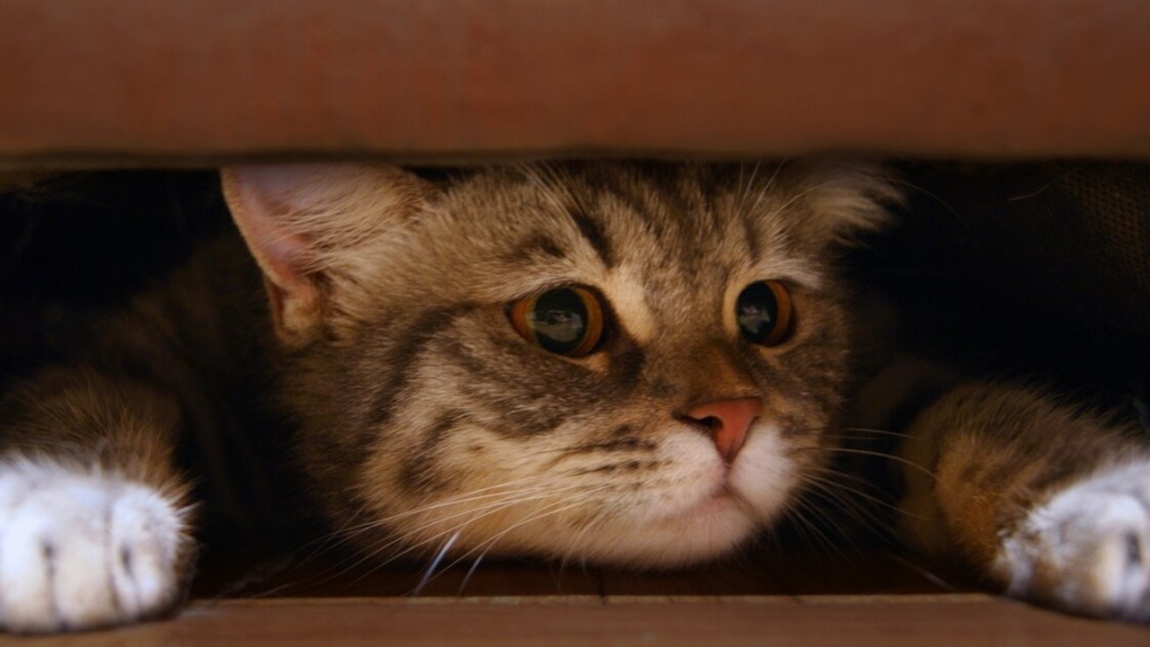 Meral Erden: Kedilerin Mana Verilemeyen Tuhaf Davranışları ve Sebepleri 3
