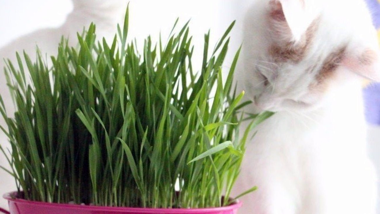 Meral Erden: Kedilerin Mana Verilemeyen Tuhaf Davranışları ve Sebepleri 5