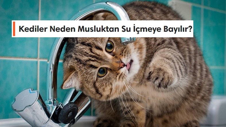 Meral Erden: Kedilerin Mana Verilemeyen Tuhaf Davranışları ve Sebepleri 17