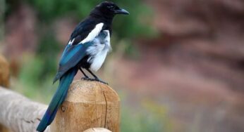 Saksağanlar birbirleriyle yardımlaşarak takip aygıtlarından kurtuluyor