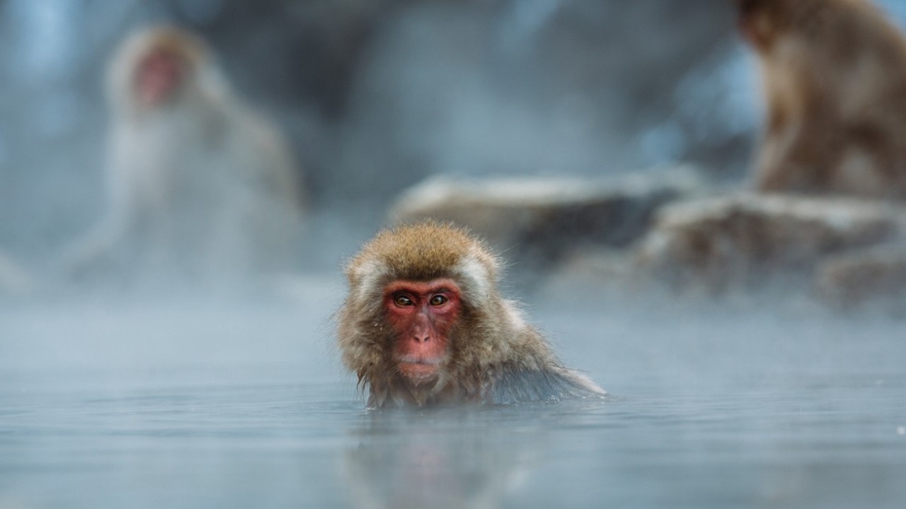 Meral Erden: Yüzüncü Maymun Fenomeni'nin Öyküsü 5