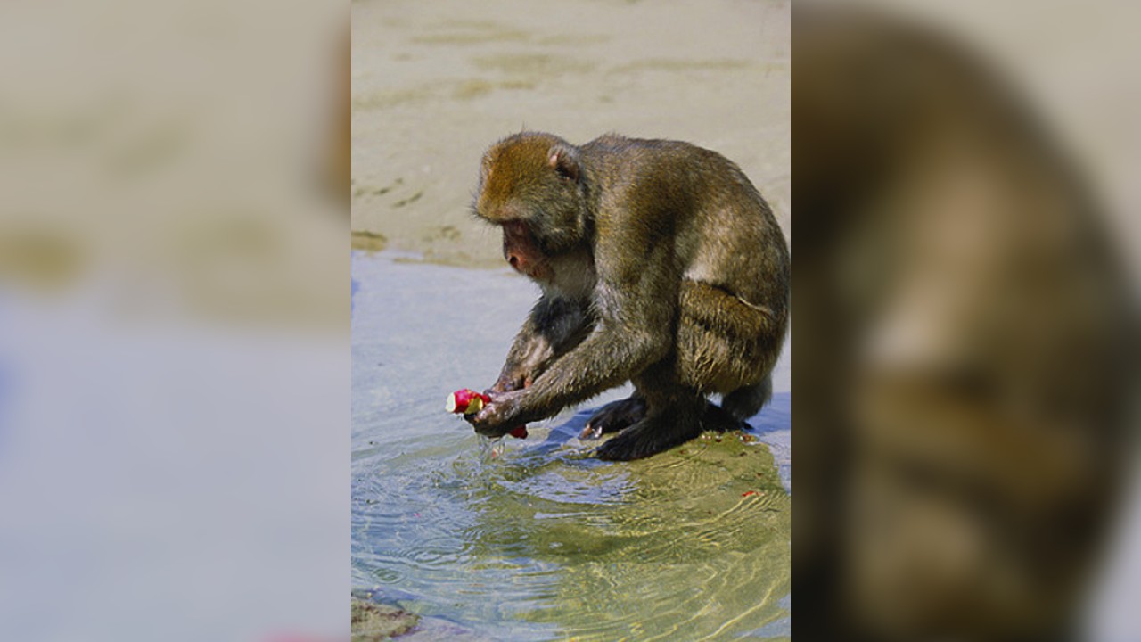 Meral Erden: Yüzüncü Maymun Fenomeni'nin Öyküsü 7