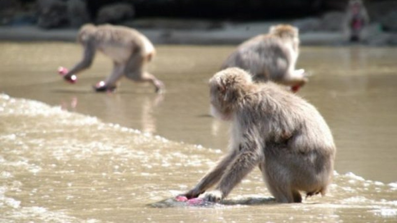 Meral Erden: Yüzüncü Maymun Fenomeni'nin Öyküsü 9