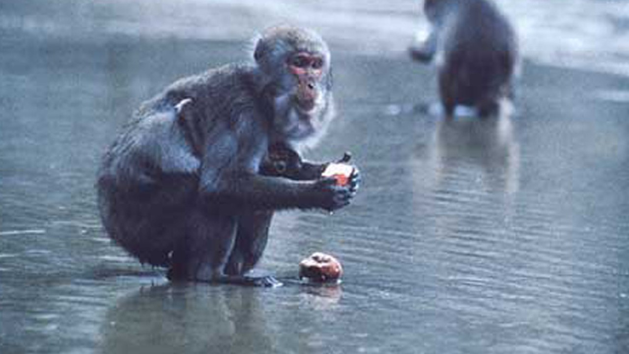 Meral Erden: Yüzüncü Maymun Fenomeni'nin Öyküsü 11