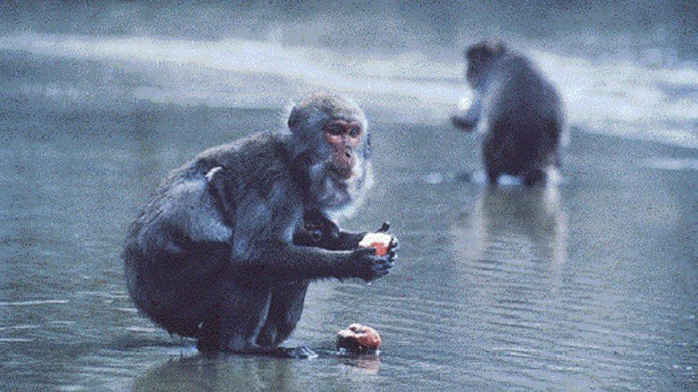 İnanç Can Çekmez: Yüzüncü Maymun Fenomeni'nin Öyküsü 9