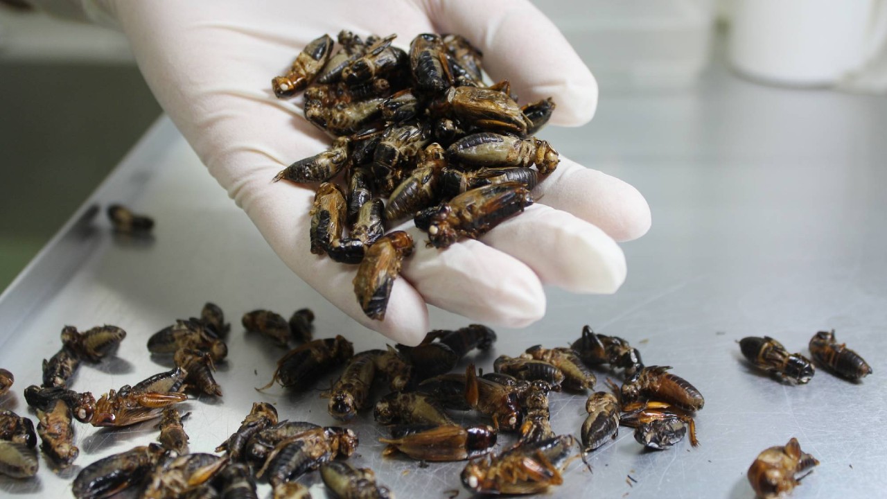 Şinasi Kaya: Böcekler Geleceğin Besini Olacak 3