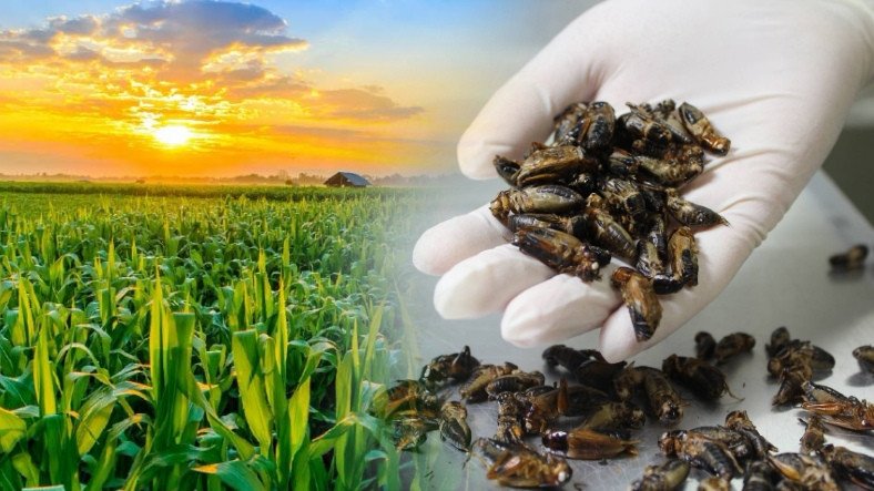 Şinasi Kaya: Böcekler Geleceğin Besini Olacak 7