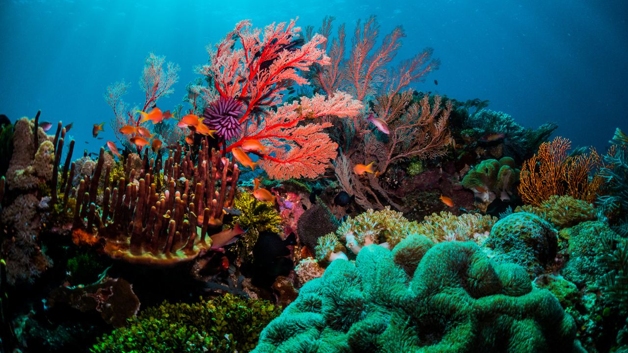 Meral Erden: Büyük Set Resifi 'Rengini Kaybediyor' 3
