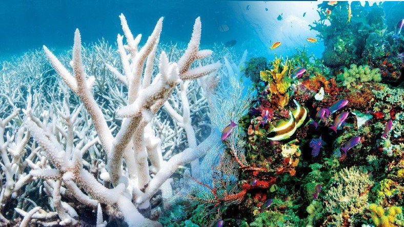 Meral Erden: Büyük Set Resifi 'Rengini Kaybediyor' 7