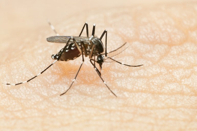 Ulaş Utku Bozdoğan: Genetiği Değiştirilen Milyarlarca Sivrisinek Tabiata Salındı 1