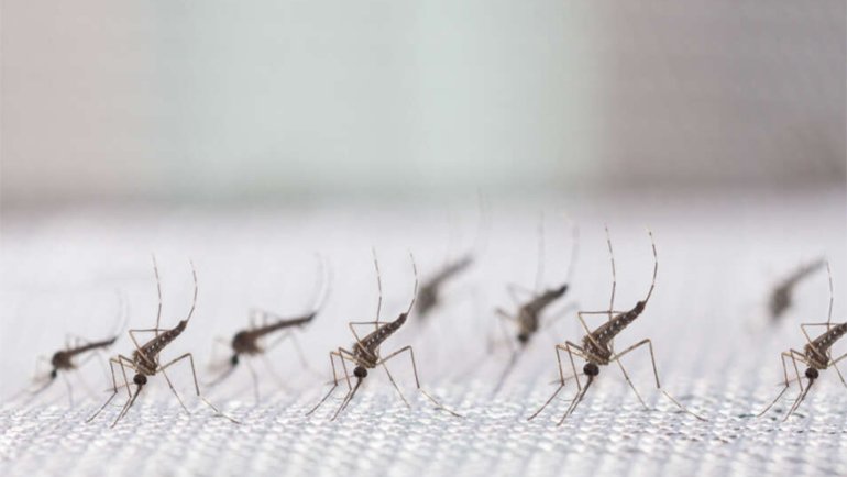 Ulaş Utku Bozdoğan: Genetiği Değiştirilen Milyarlarca Sivrisinek Tabiata Salındı 3
