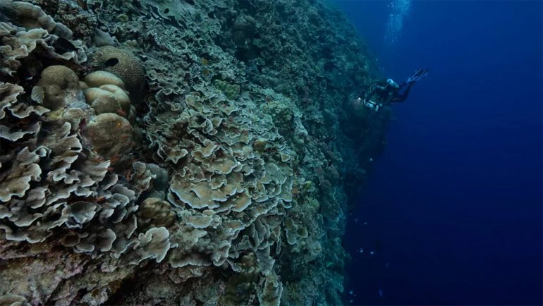 Ulaş Utku Bozdoğan: İnsanlığa (Şimdilik) Direnen, Dünyanın En Derin Mercan Kayalığı Keşfedildi 1