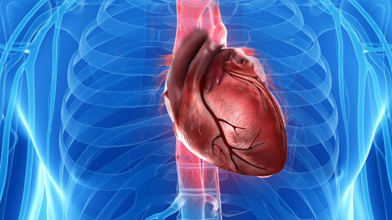 İnanç Can Çekmez: 'Kalp Kanseri'ni Neden Neredeyse Hiç Duymayız? 27