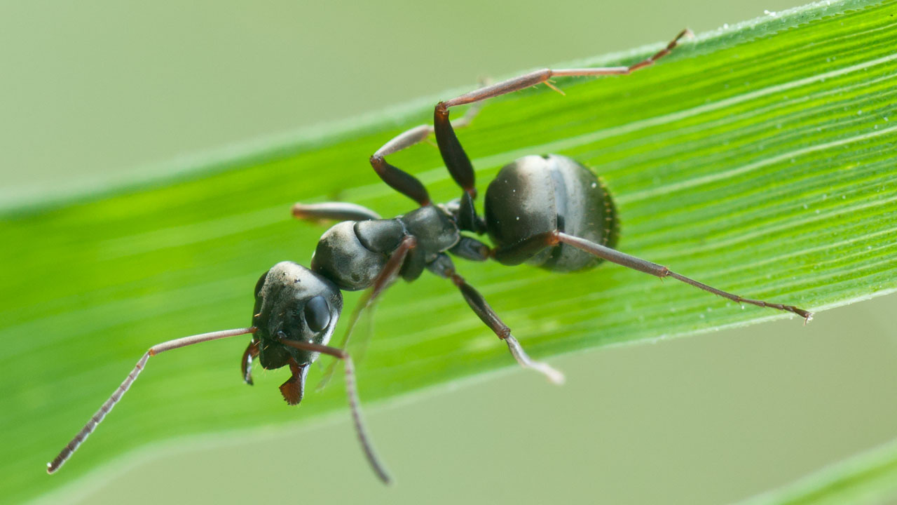Meral Erden: Karıncaların Koklayarak Kanseri Tespit Edebildiği Keşfedildi 1