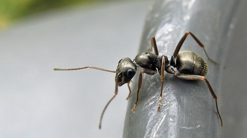 Meral Erden: Karıncaların Koklayarak Kanseri Tespit Edebildiği Keşfedildi 3