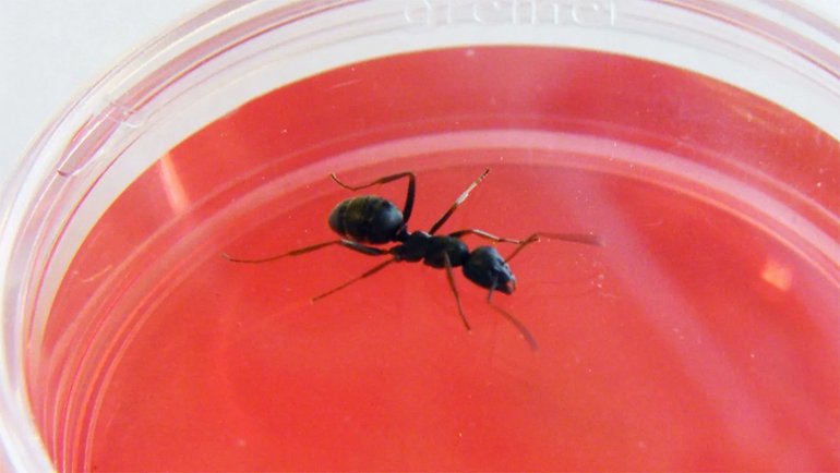 İnanç Can Çekmez: Karıncalarla İlgili Şaşırtan Keşif: Kanseri Erken Evrede Algılıyorlar 1