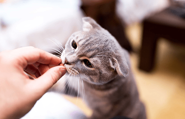 Şinasi Kaya: Kediler Nasıl Eğitilir? İşte Birtakım Tavsiyeler 4