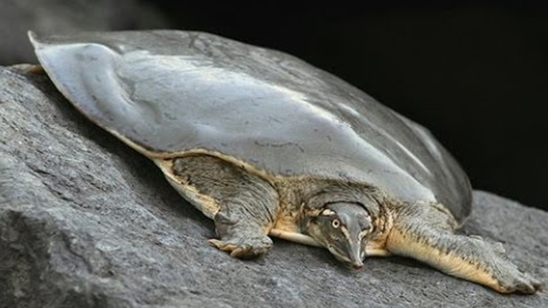 Meral Erden: Meteorların Yok Edemediği Bir Kaplumbağa Keşfedildi 2