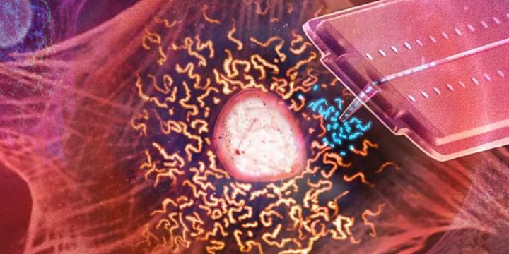 İnanç Can Çekmez: Mitokondri naklinde yüksek verimlilik sunan bir metot geliştirildi 1