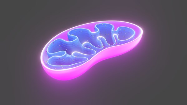 İnanç Can Çekmez: Mitokondri naklinde yüksek verimlilik sunan bir metot geliştirildi 3