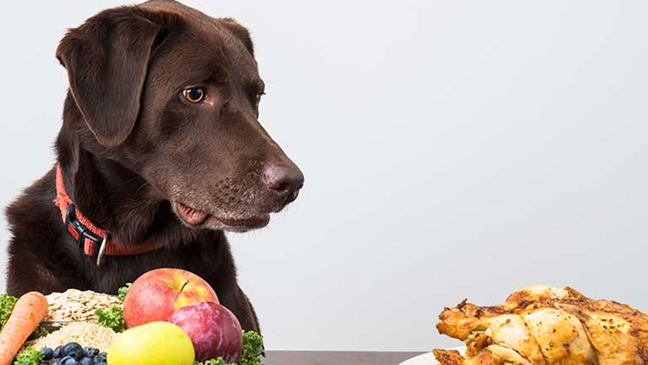 İnanç Can Çekmez: Araştırma: Vegan Beslenen Köpeklerin Daha Sağlıklı Olabilir 11