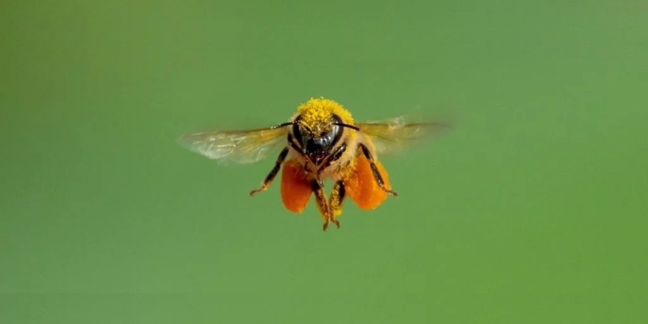 Meral Erden: Bal Arılar, Yansıyan Yüzeylerin Üzerinden Neden Uçamaz? 35