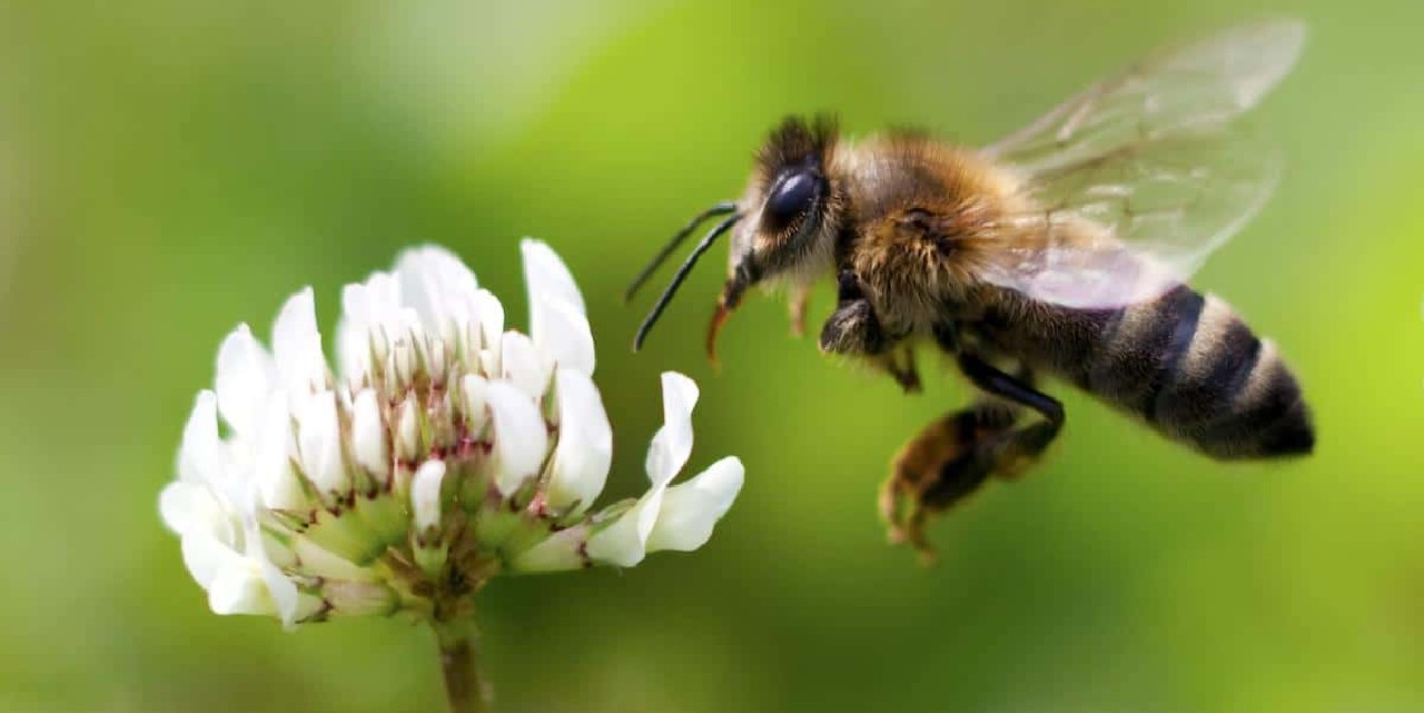 Meral Erden: Bal Arılar, Yansıyan Yüzeylerin Üzerinden Neden Uçamaz? 37