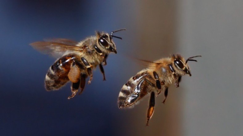 Şinasi Kaya: Bal Arılar, Yansıyan Yüzeylerin Üzerinden Neden Uçamaz? 5