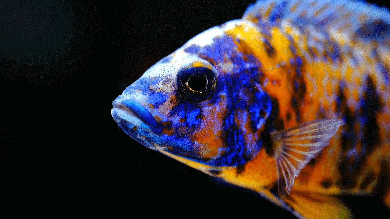 Şinasi Kaya: Balıkların Matematik Süreçlerini Öğrenebildiği Keşfedildi 1