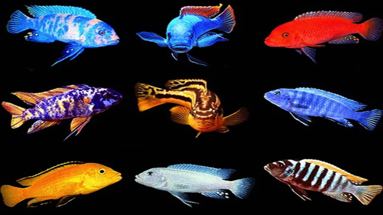 Şinasi Kaya: Balıkların Matematik Süreçlerini Öğrenebildiği Keşfedildi 2