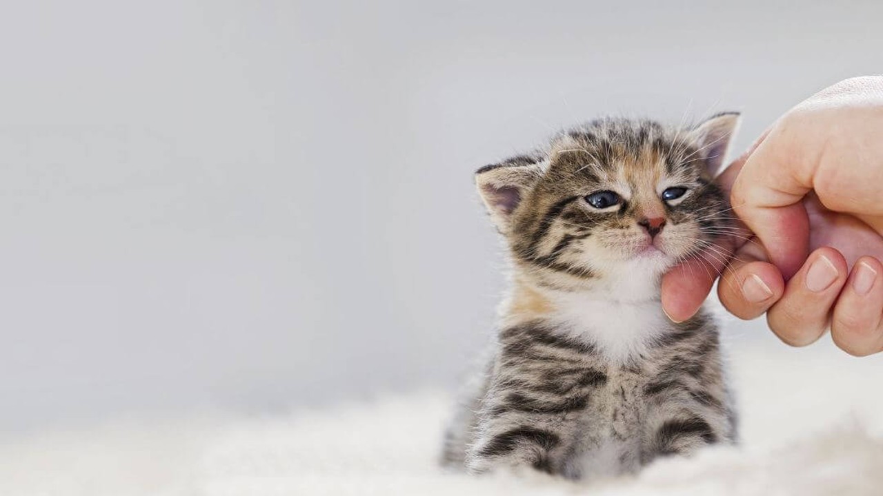 Meral Erden: Bir Kedi Paraziti, Ruhsal Hastalığa Neden Olabilir Mi? 1