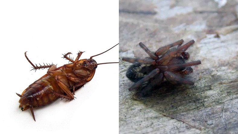 Ulaş Utku Bozdoğan: Böcekler Öldüklerinde Neden Aksi Dönerler? 5