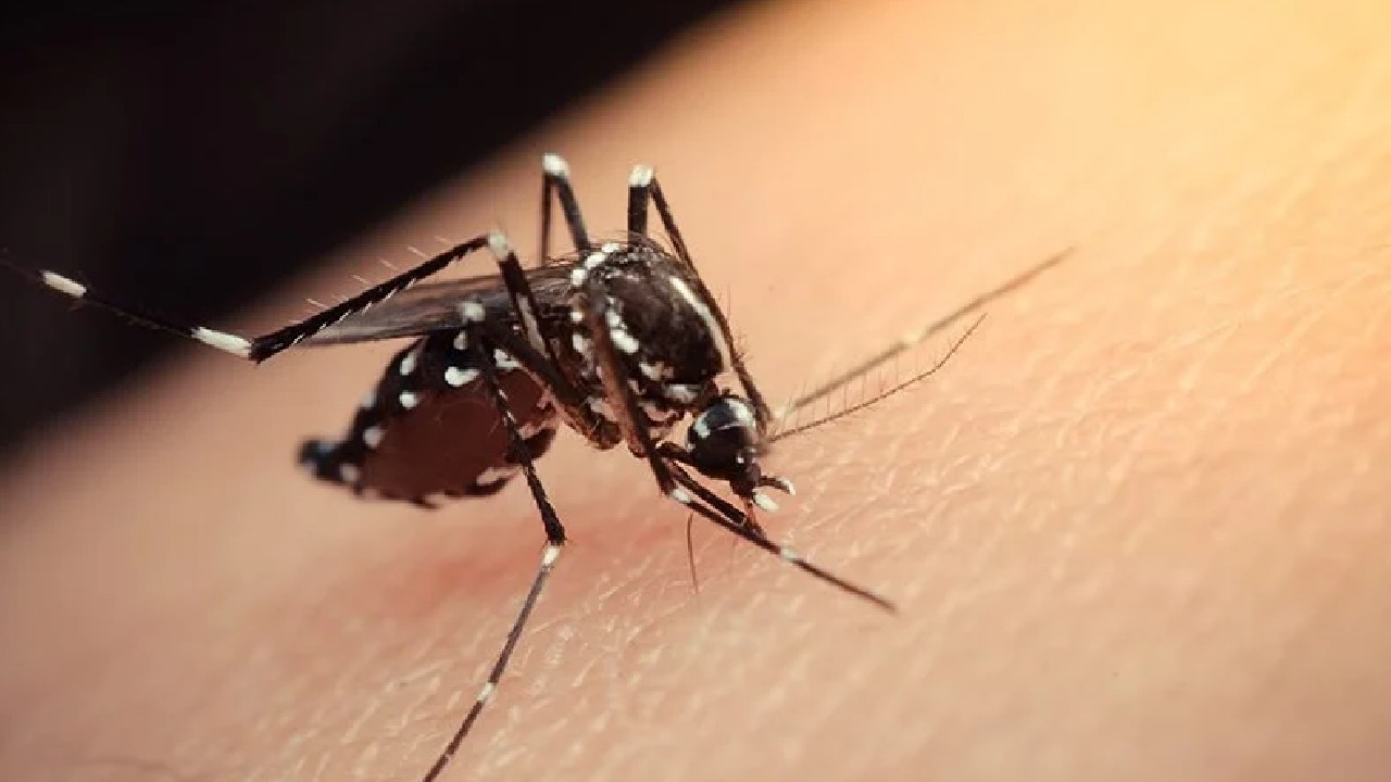 Meral Erden: Dişi Sivrisinekleri Öldüren Yeni Bir Tıp Geliştirildi 1