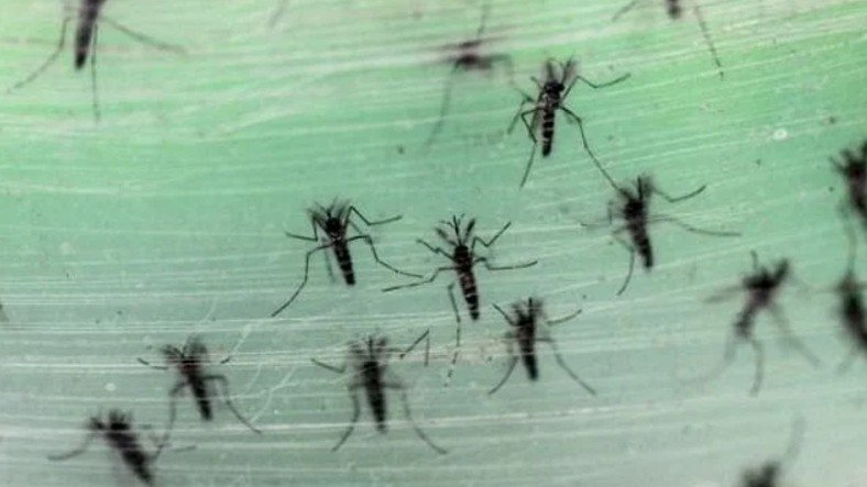 Meral Erden: Dişi Sivrisinekleri Öldüren Yeni Bir Tıp Geliştirildi 3