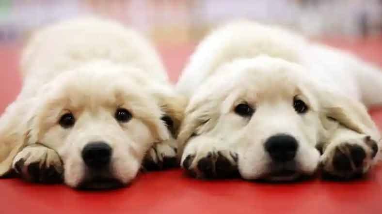 Şinasi Kaya: Evcil Hayvanlarını Klonlayanların Sayısı Artıyor! 5